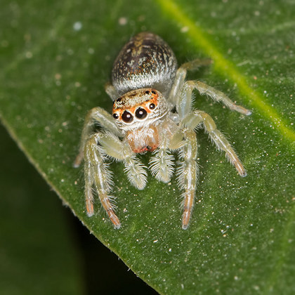 Jumping Spider (Opisthoncus mordax) (Opisthoncus mordax)